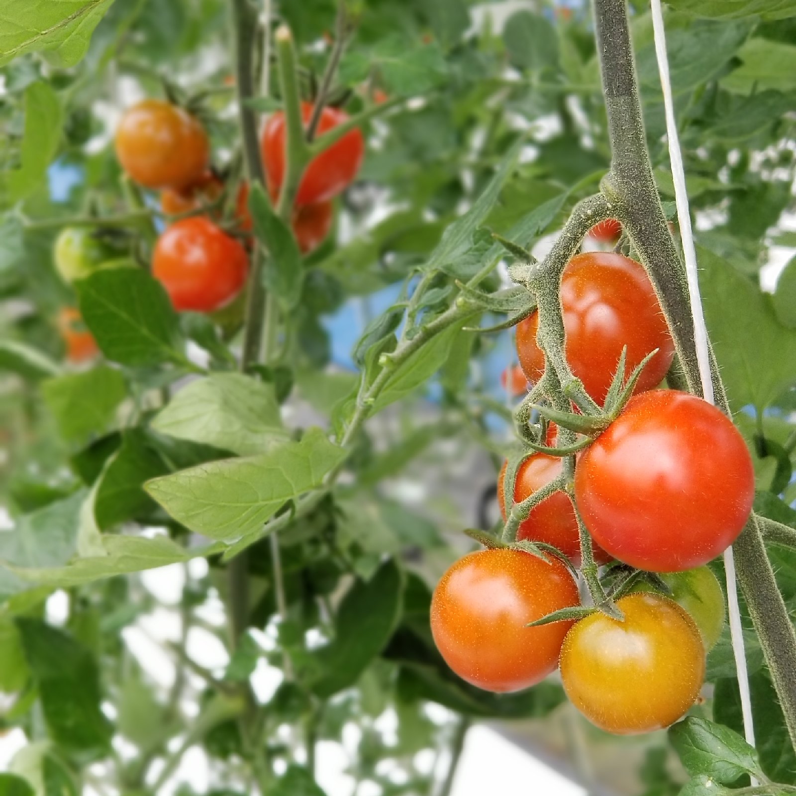 あま旨とまと【暁】1kg | 野菜/トマト 産直アウル 農家から直接野菜