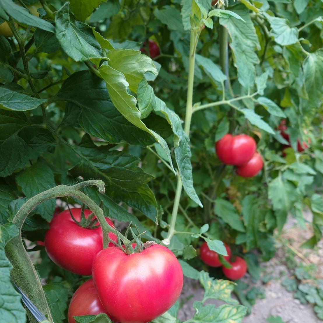 トマト とまと 新鮮野菜 農家直送 ハウス栽培 訳あり 規格外 お買い得 限定 4月関東限定】秋池農園の甘い完熟トマト 約2kg（大玉約8個〜中玉約12個