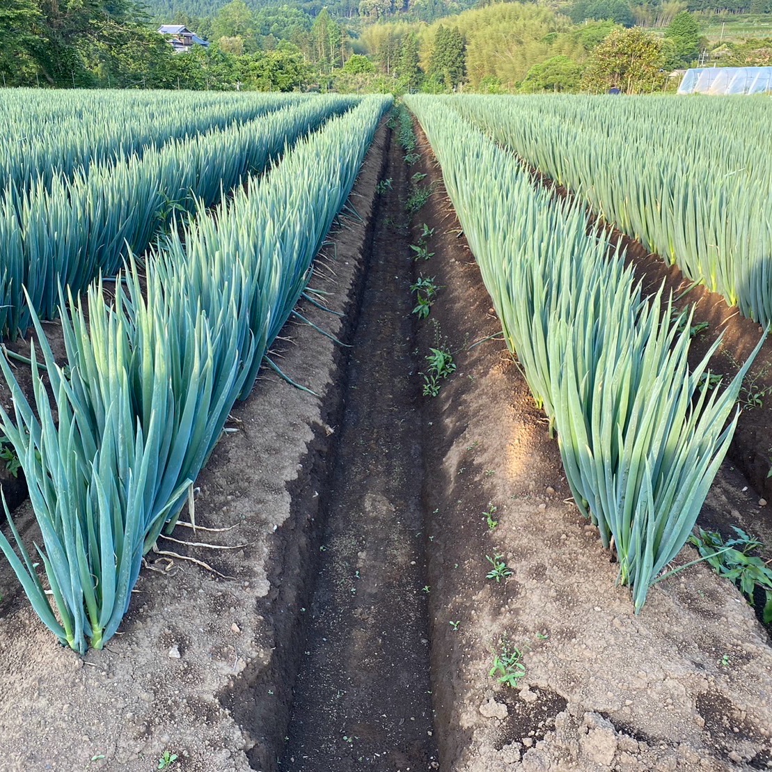 大分県産 採れたて白ネギ（細め）6kg | 野菜/ねぎ 産直アウル 農家から