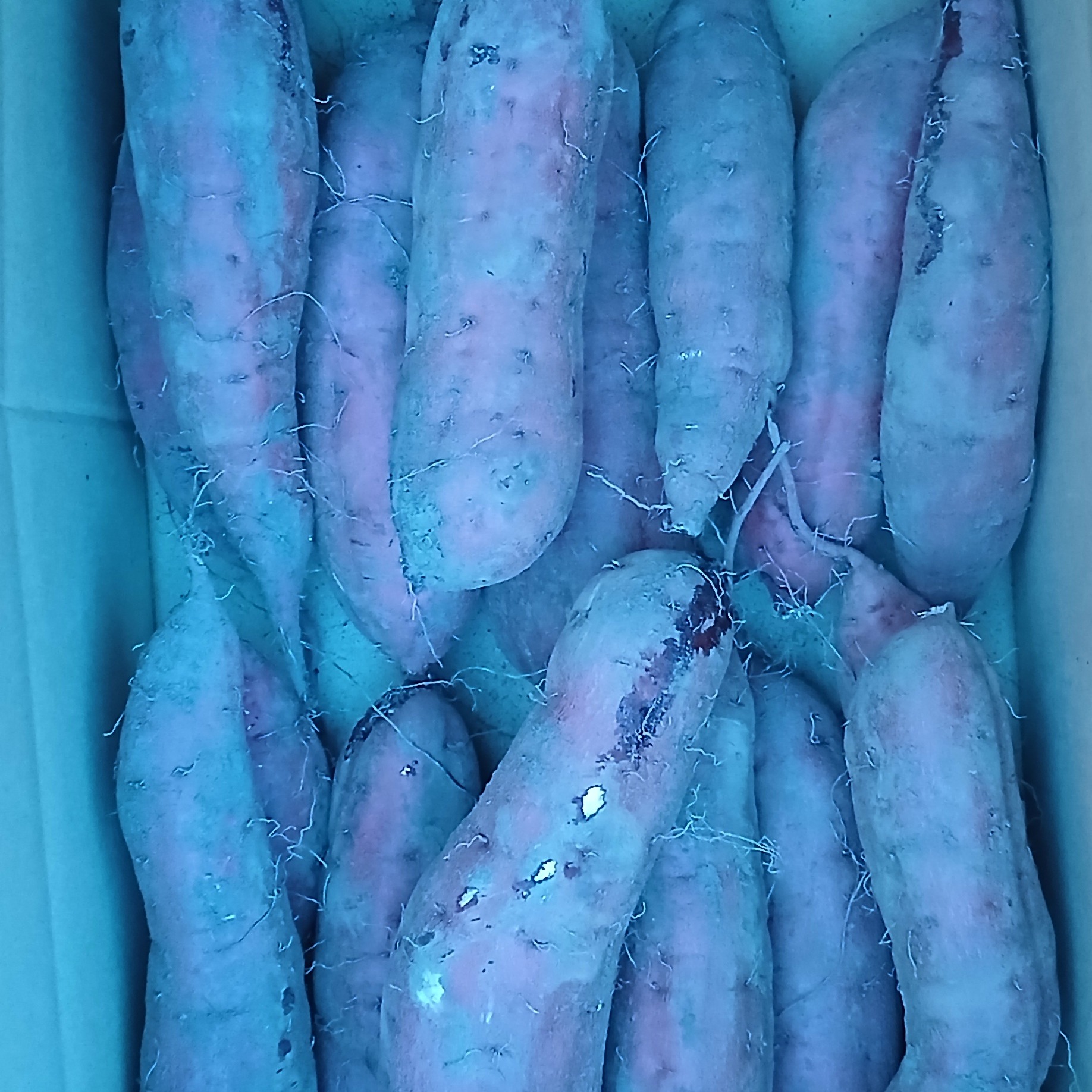 べにはるか新芋(上) M～Lサイズ 泥付5kg 実質量4.6kg ｜ 野菜