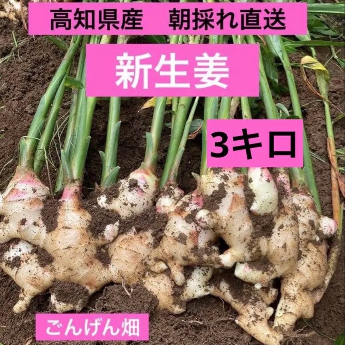 高知県産新生姜3キロ 高知県産 朝採れ直送新生姜 3キロ ｜ 野菜/薬味 産直アウル 農家・漁師