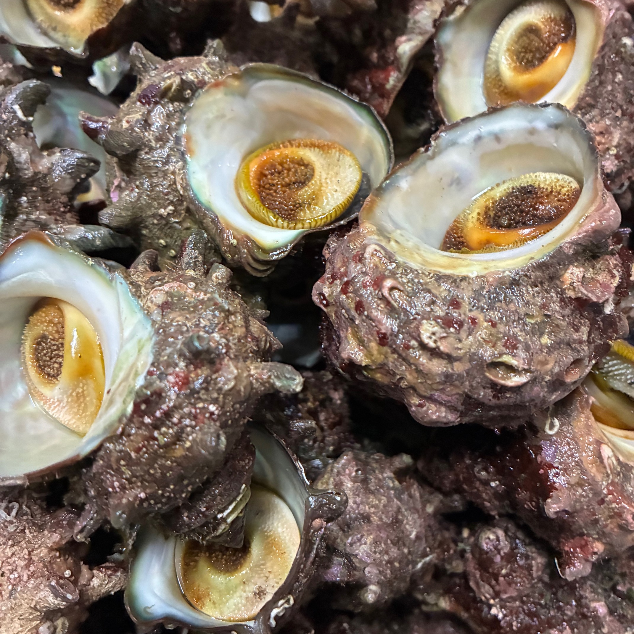 佐渡産 サザエ（1kg） ｜ 魚介類/サザエ 産直アウル 農家・漁師など