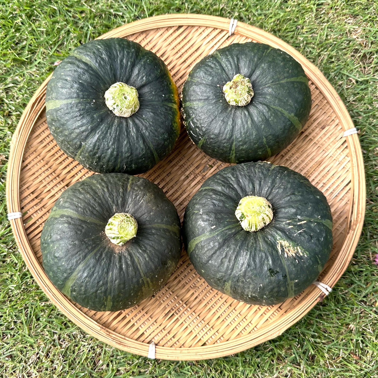 坊ちゃんかぼちゃ（野菜＞かぼちゃ）の産地直送商品一覧（通販