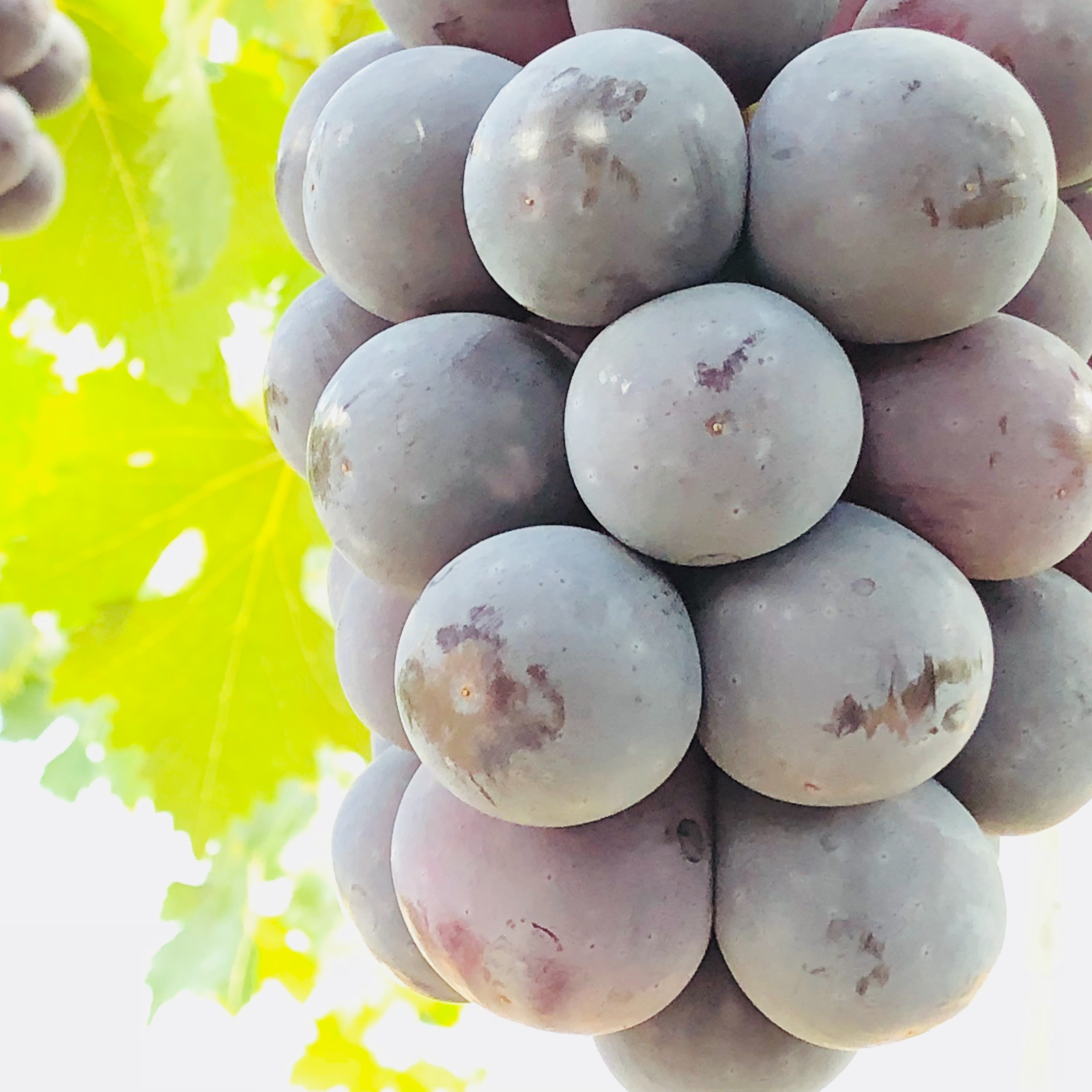 ピオーネ2kg（岡山県産・種なし） | 果物/ぶどう 産直アウル 農家から