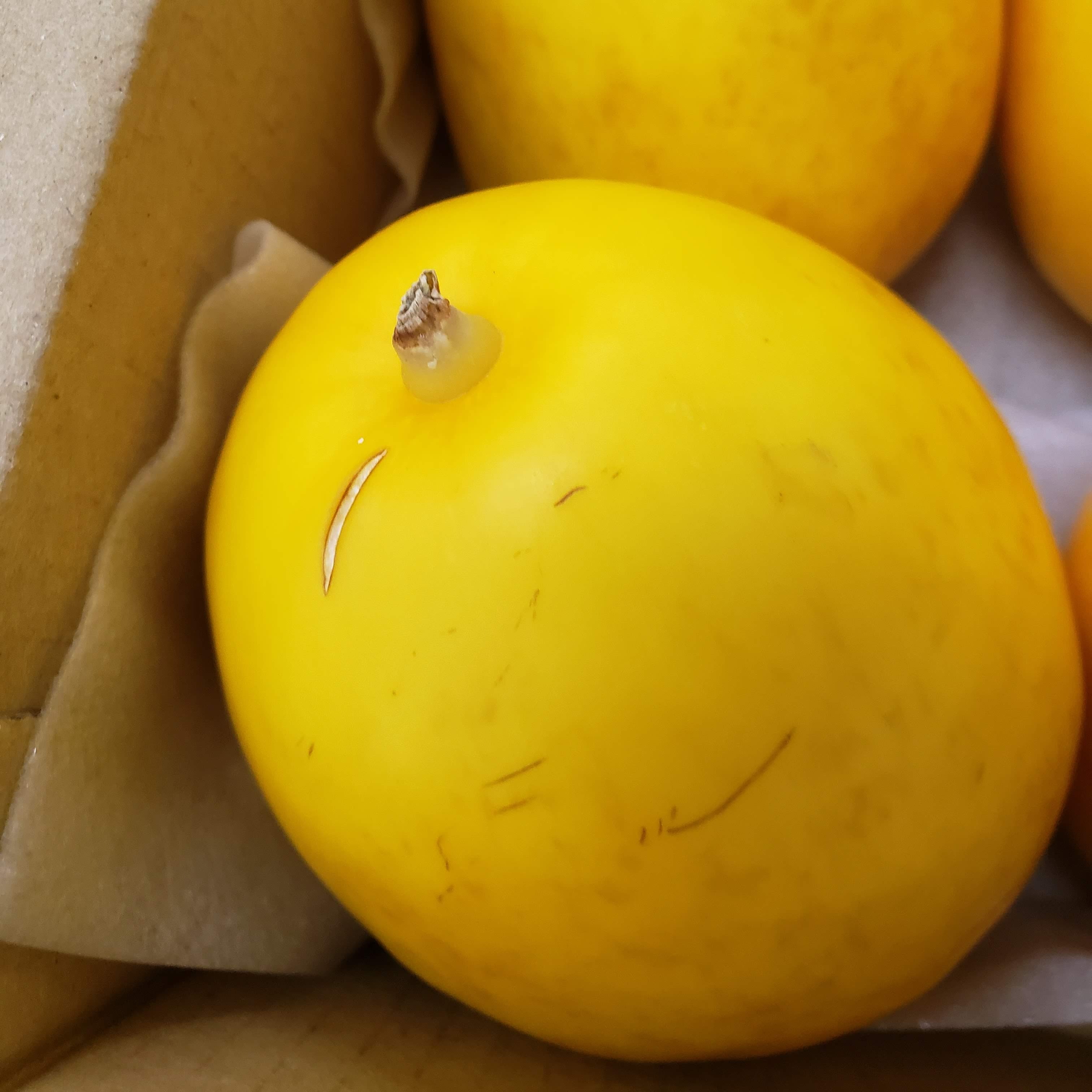 夏のごちそう♪ みずみずしい マクワウリ 1.7kg～（4〜6個入り