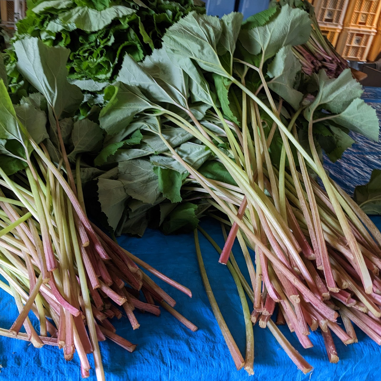 栽培期間中農薬化学肥料不使用で安心安全な蕗!!（5Kg） ｜ 野菜/山菜 