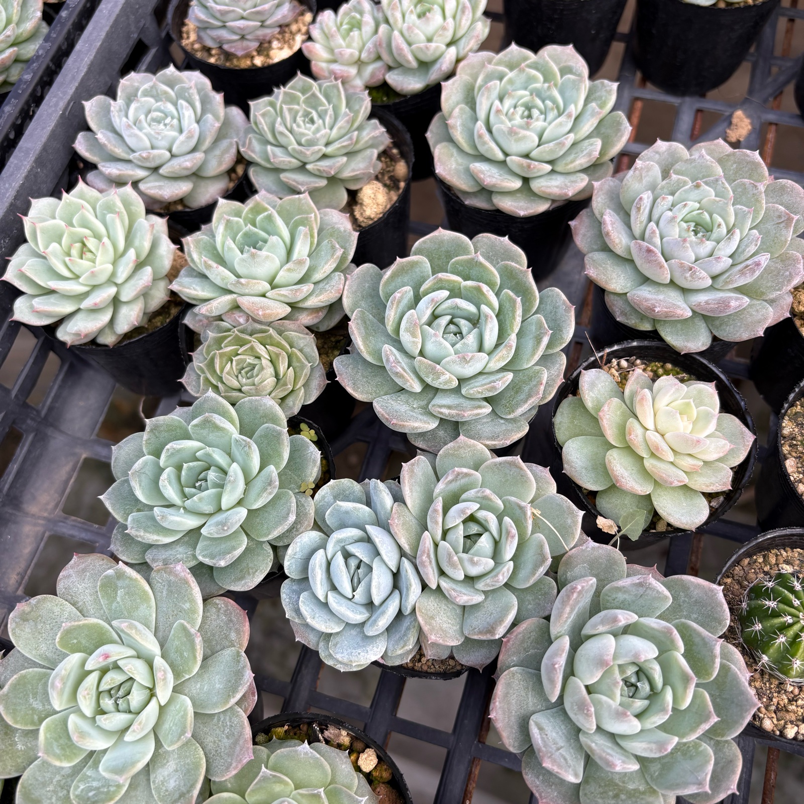多肉植物6ポット ｜ 花・植物/花・植物 産直アウル 農家・漁師など生産 