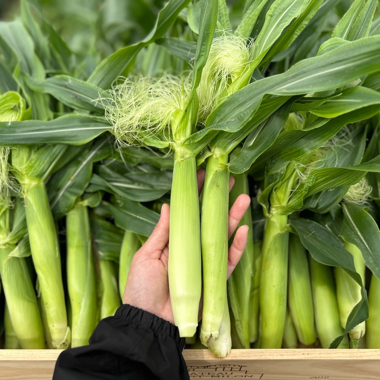 ヤングコーン 50本入り ｜ 野菜/その他野菜 産直アウル 農家・漁師など