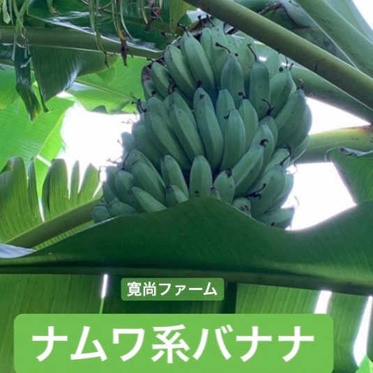 寛尚ファームのバナナ2.5kg ｜ 果物/バナナ 産直アウル 農家・漁師など
