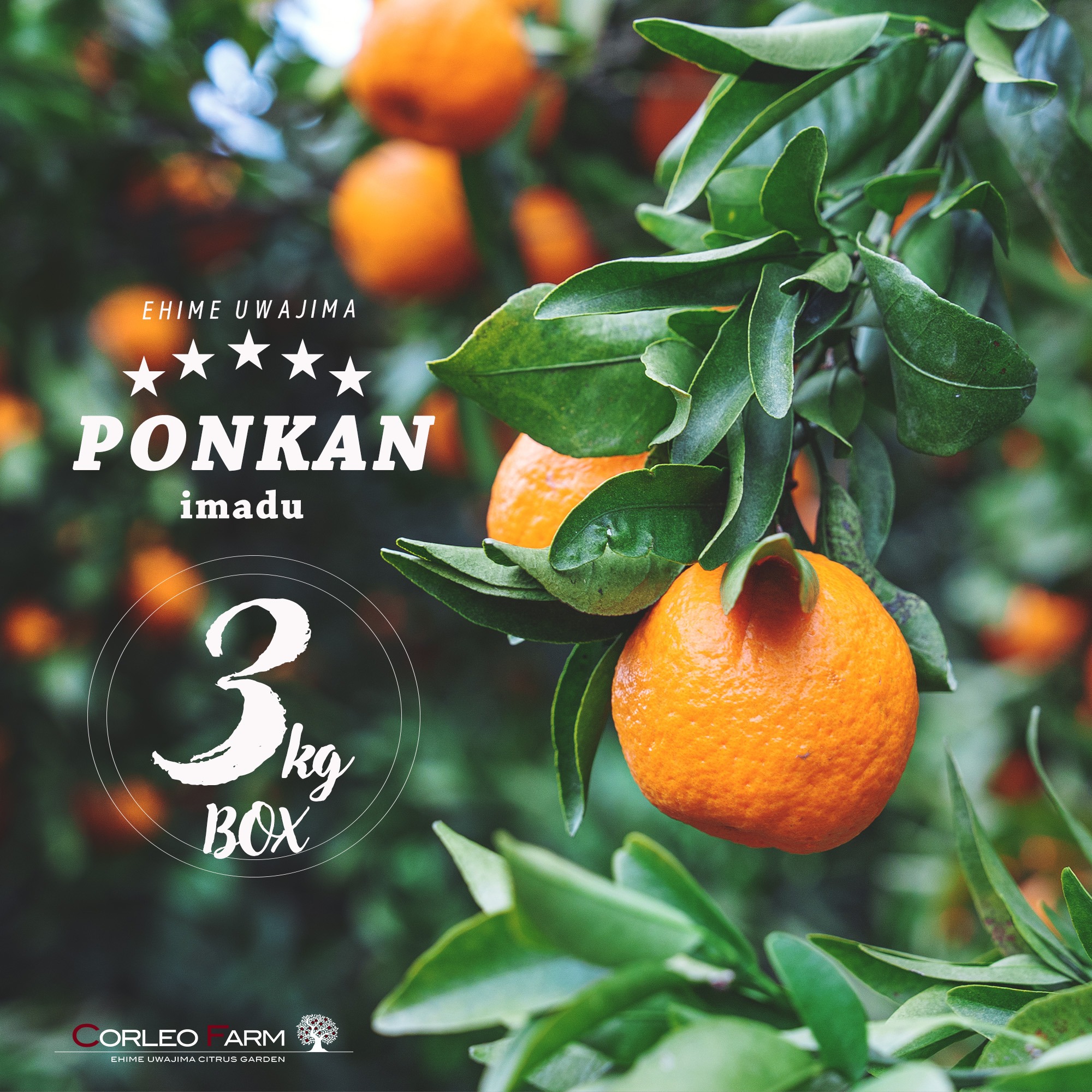 ☆送料無料の豊作セール☆【爽やかな香りと濃厚なコク】熟成 今津