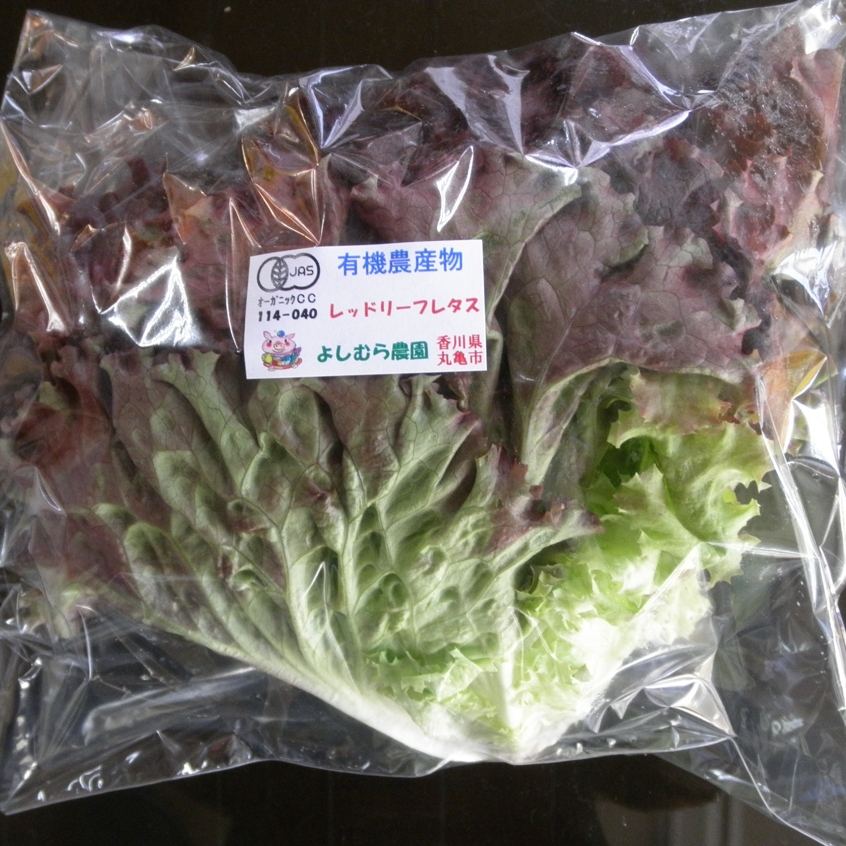 香川産有機レッドリーフレタス ｜ 野菜/レタス 産直アウル 農家・漁師 