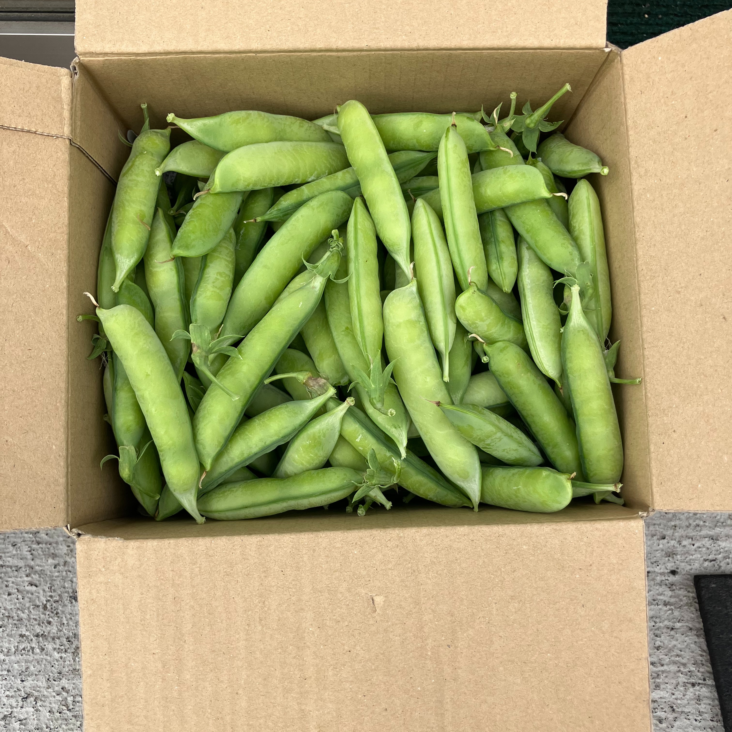 うすいえんどう　3kg 農家直送　鮮度自慢 さや付きうすいえんどう ｜ 野菜/豆類 産直アウル 農家・漁師など生産