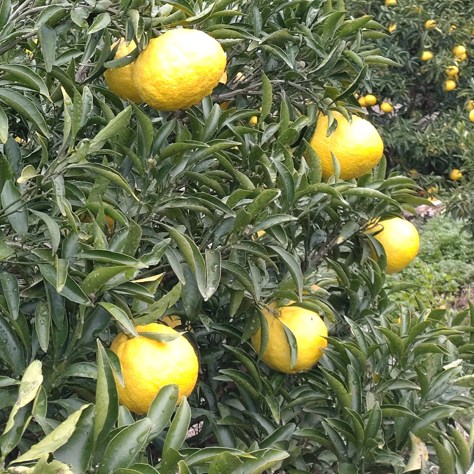 訳あり】加工用 はるか 10kg(箱込み) | 果物/オレンジ・その他みかん