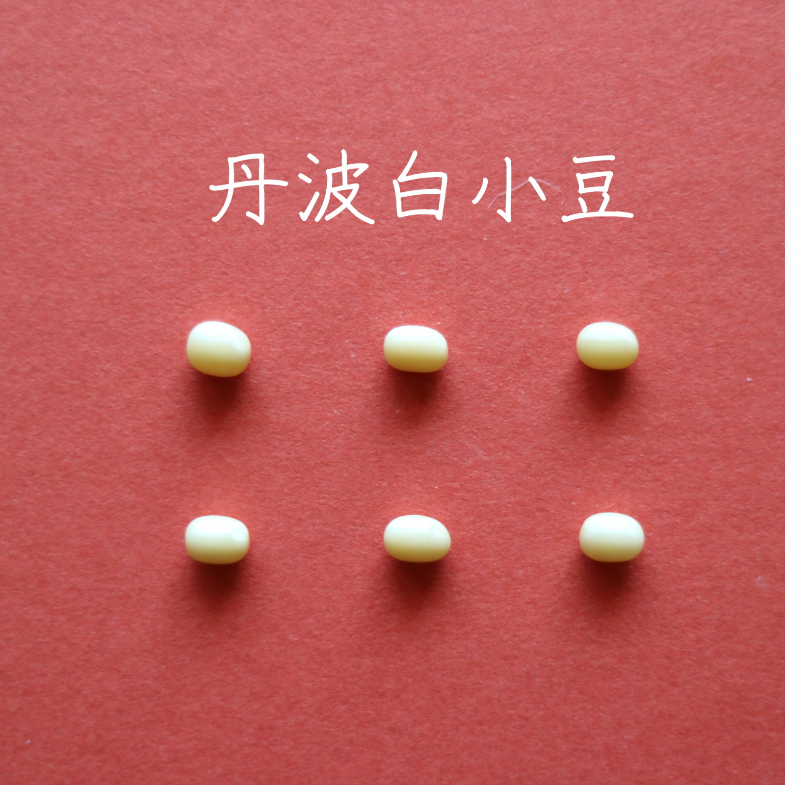 丹波白小豆 200g 2袋】（送料込）上品すぎる姿と味・・・純度100％の 
