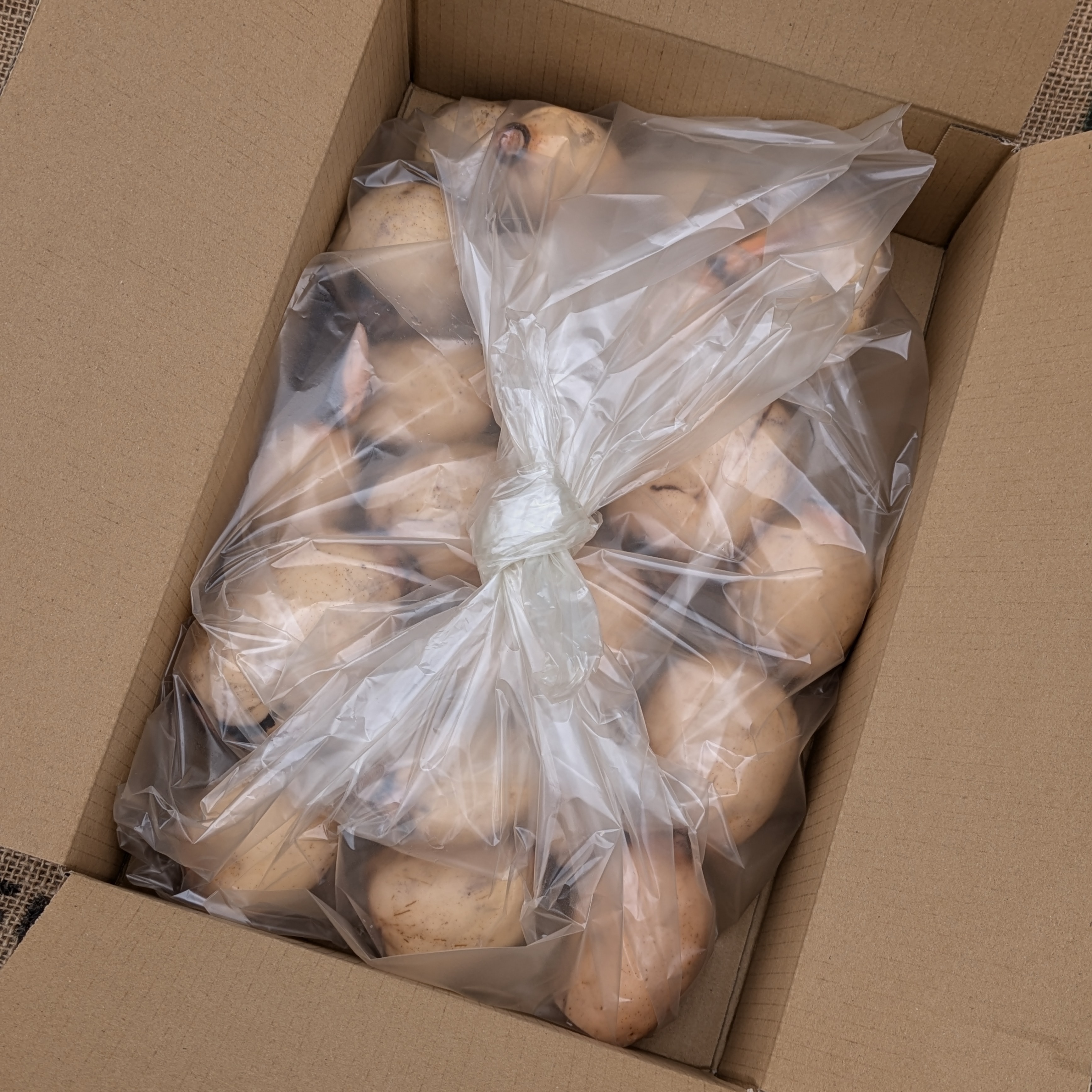 クール便 訳アリお得「おてごろBOX」産直レンコンを気軽にお取り寄せ