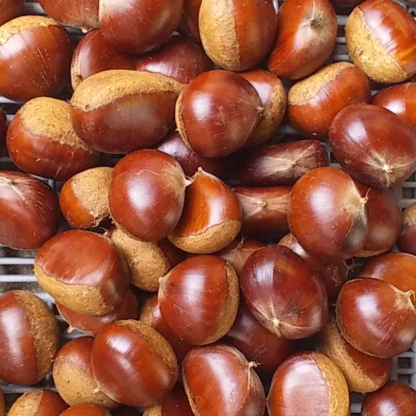 栗】丹波栗（1.5kg）和歌山産「本州料金離島別途」 | 果物/栗 産直