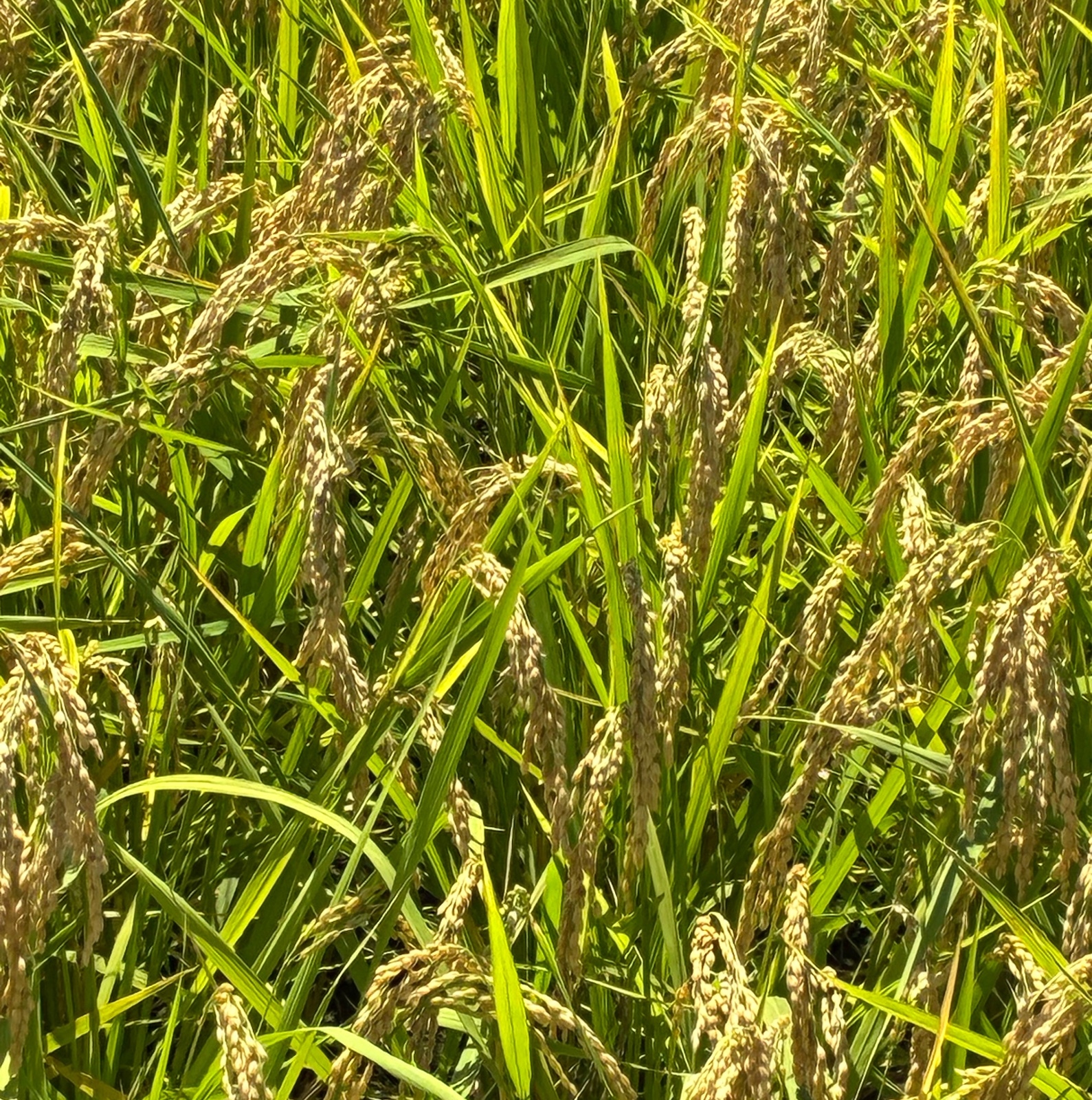 令和3年 香川県産コシヒカリ 玄米30kg 令和7年産】コシヒカリ 玄米（30kg）｜長岡 ほそかわ農場