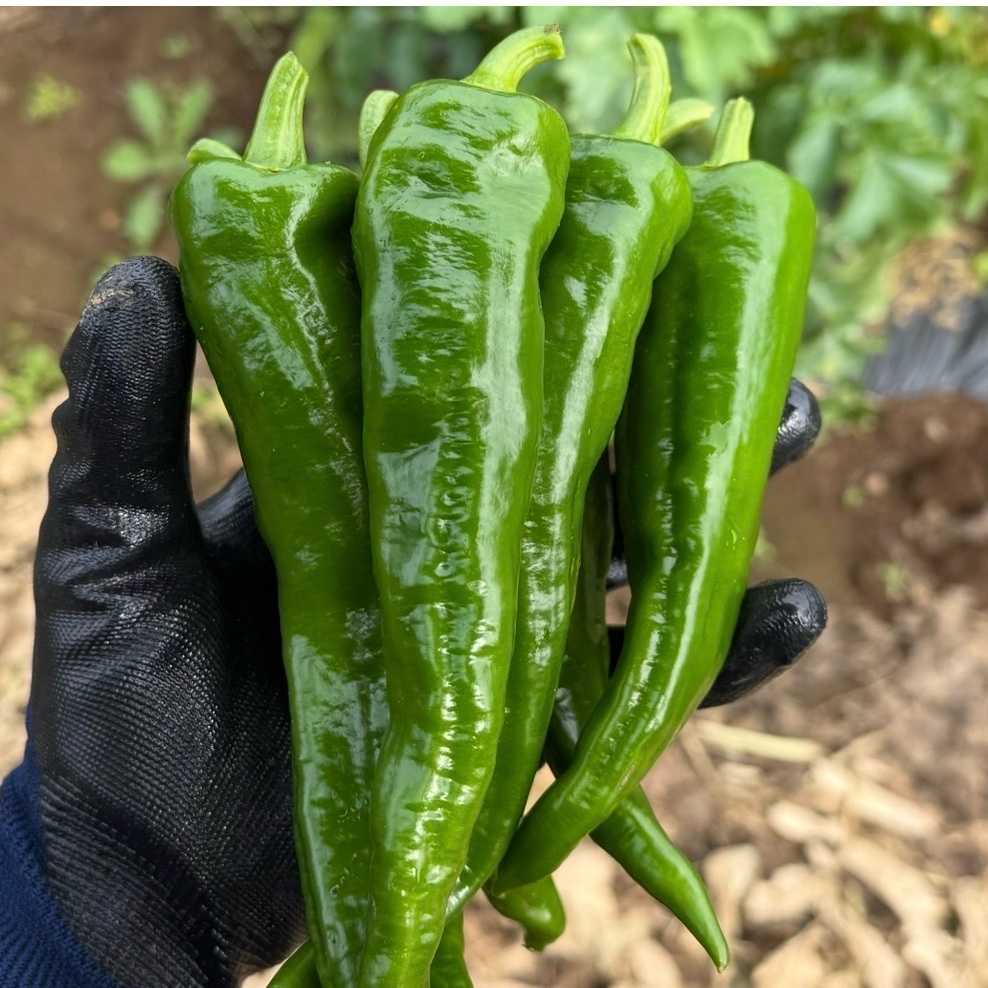 万願寺とうがらし　約4キロ 新鮮】万願寺とうがらし 2kg ｜ 野菜/その他野菜 産直アウル 農家