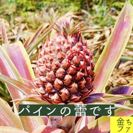 半額】レビュー投稿者様限定『ゴールドバレル』約2.0kg ｜ 果物