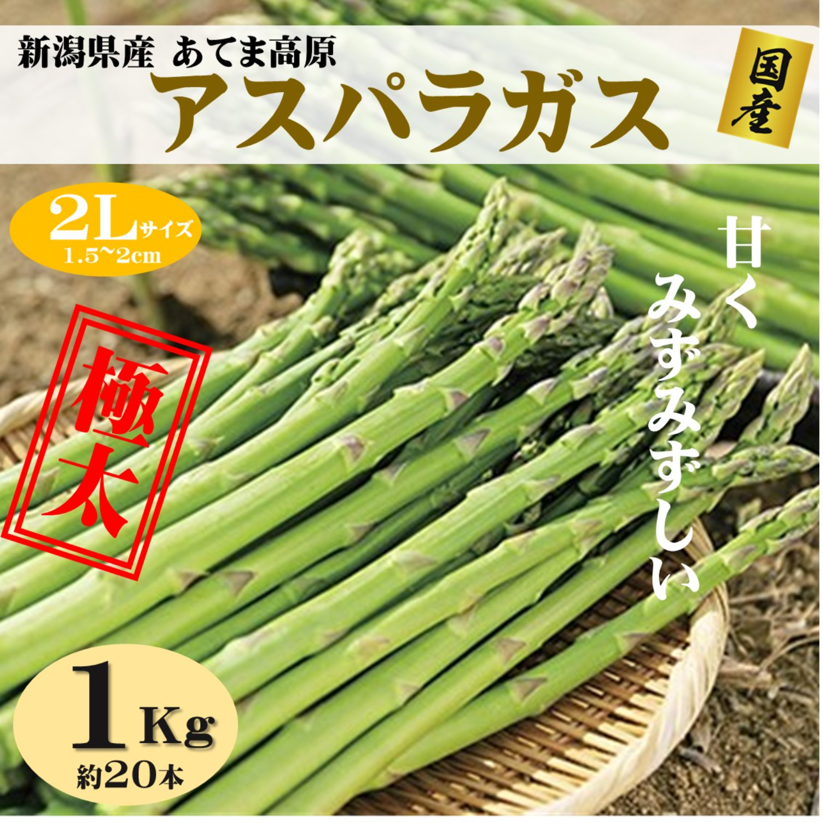 朝採りアスパラガス 2Lサイズ 1kg（約20本） 新潟県産 ｜ 野菜