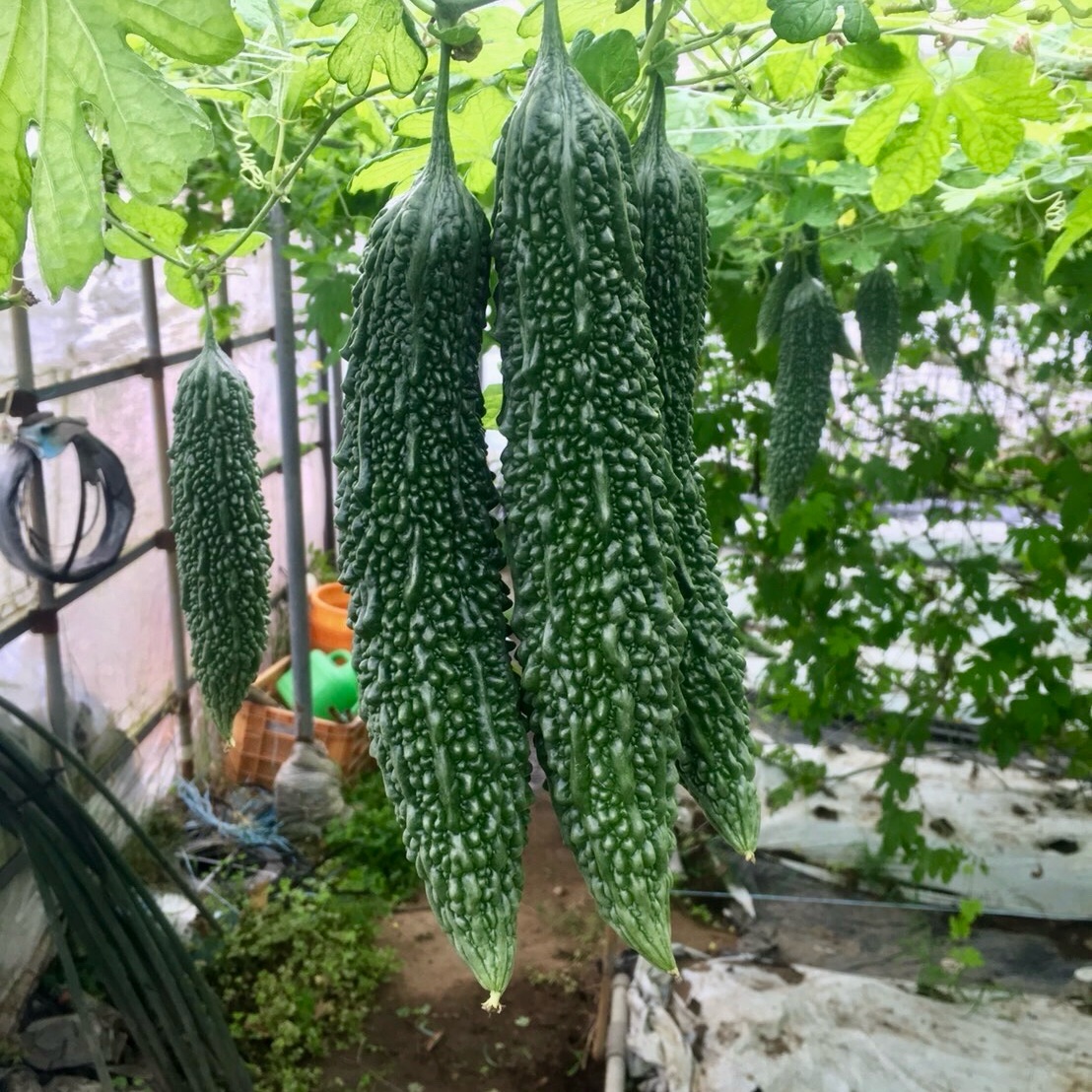【鹿児島産】甘塩ゴーヤ箱込み3キロ^_^ 鹿児島産】甘塩ゴーヤ箱込み3キロ^_^ ｜ 野菜/ゴーヤ 産直アウル 農家