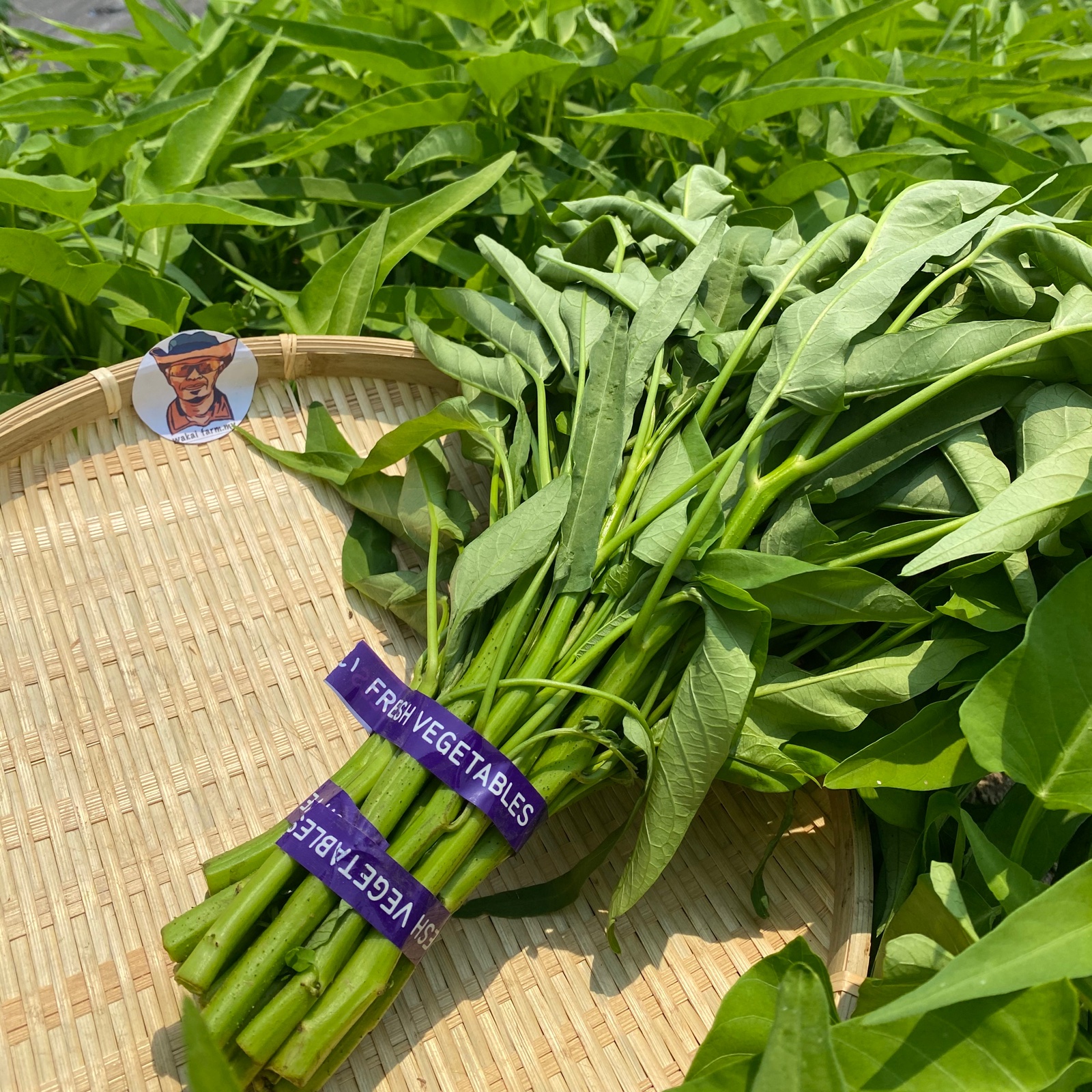 ワカイファーミーの採れたて空芯菜！1キロパック ｜ 野菜/葉物 産直