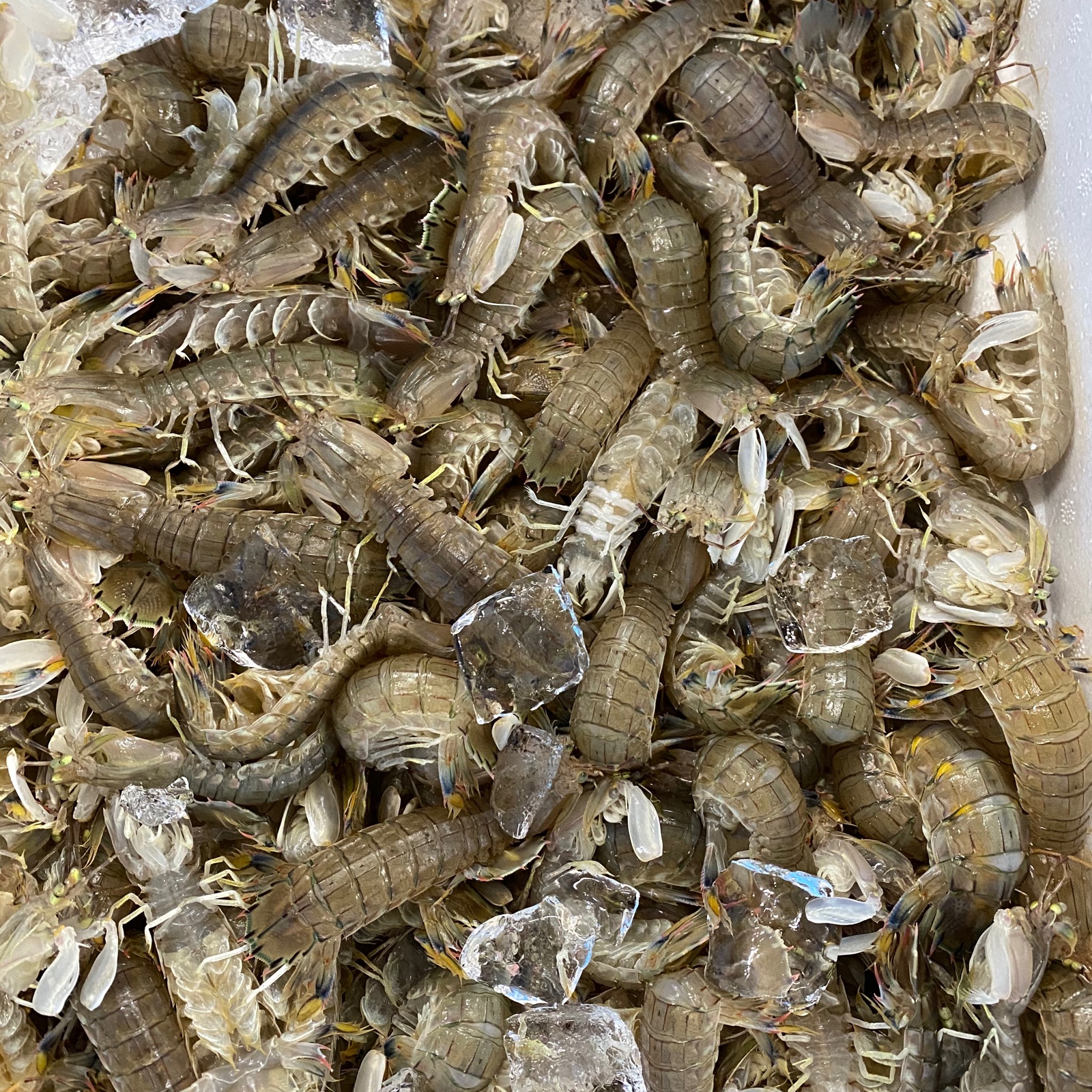 超希少！淡路島産シャコ海老1キロ ｜ 魚介類/その他甲殻類 産直アウル