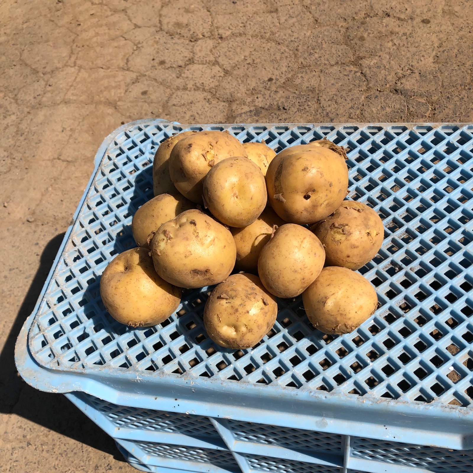 北海道産 新じゃが 品種とうや Mサイズ ｜ 野菜/じゃがいも 産直アウル