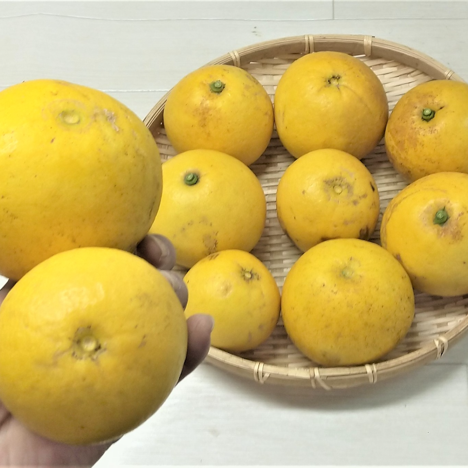 自然栽培の文旦（ぶんたん）農薬不使用（無農薬）栽培 ｜ 果物