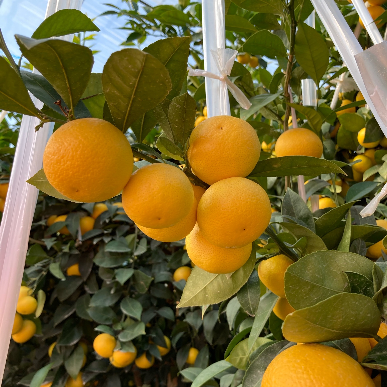 幻の柑橘 湘南ゴールド(露地栽培) 家庭用S〜Lサイズ混合2Kg | 果物