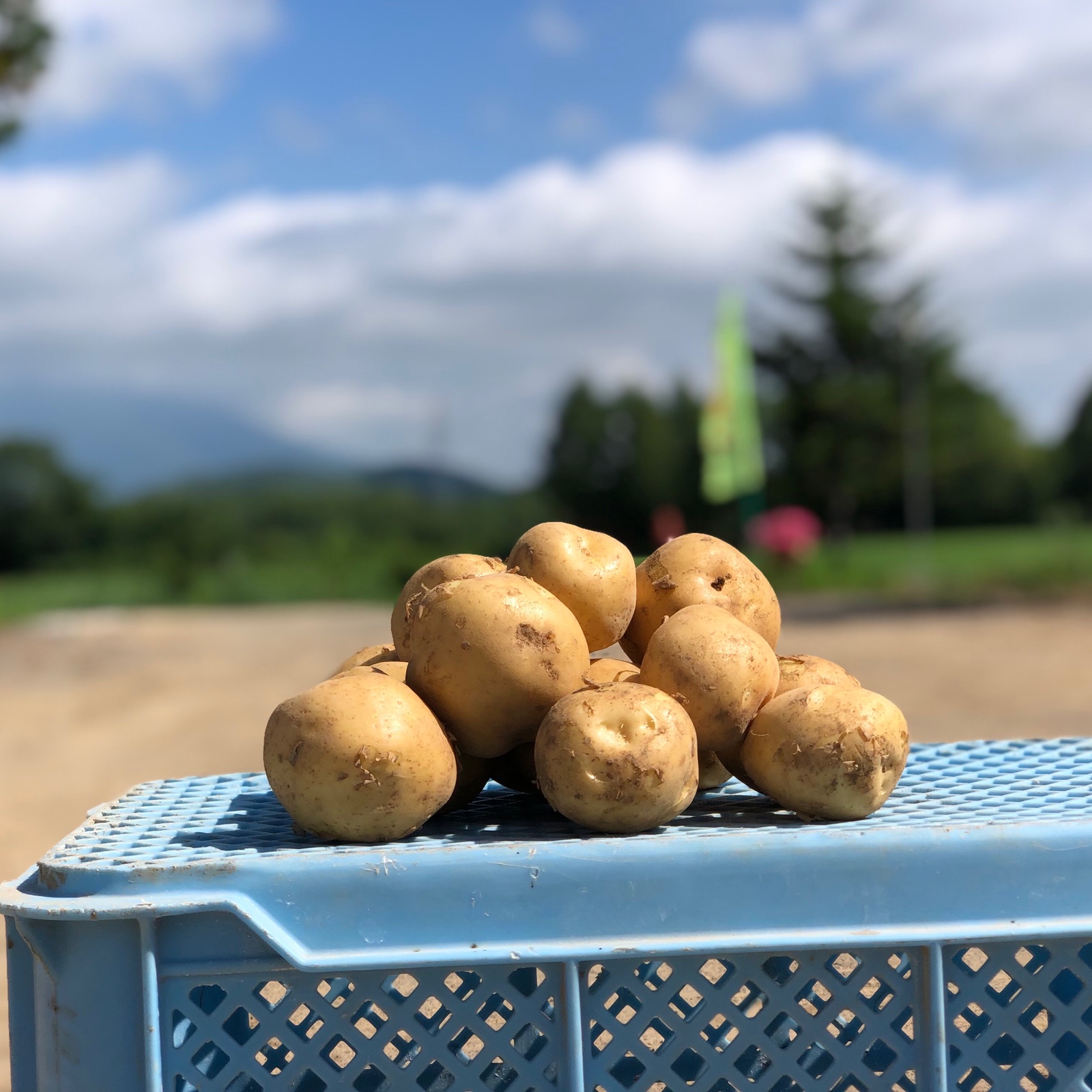北海道産新じゃが 品種とうや 10kg Lサイズ ｜ 野菜/じゃがいも 産直
