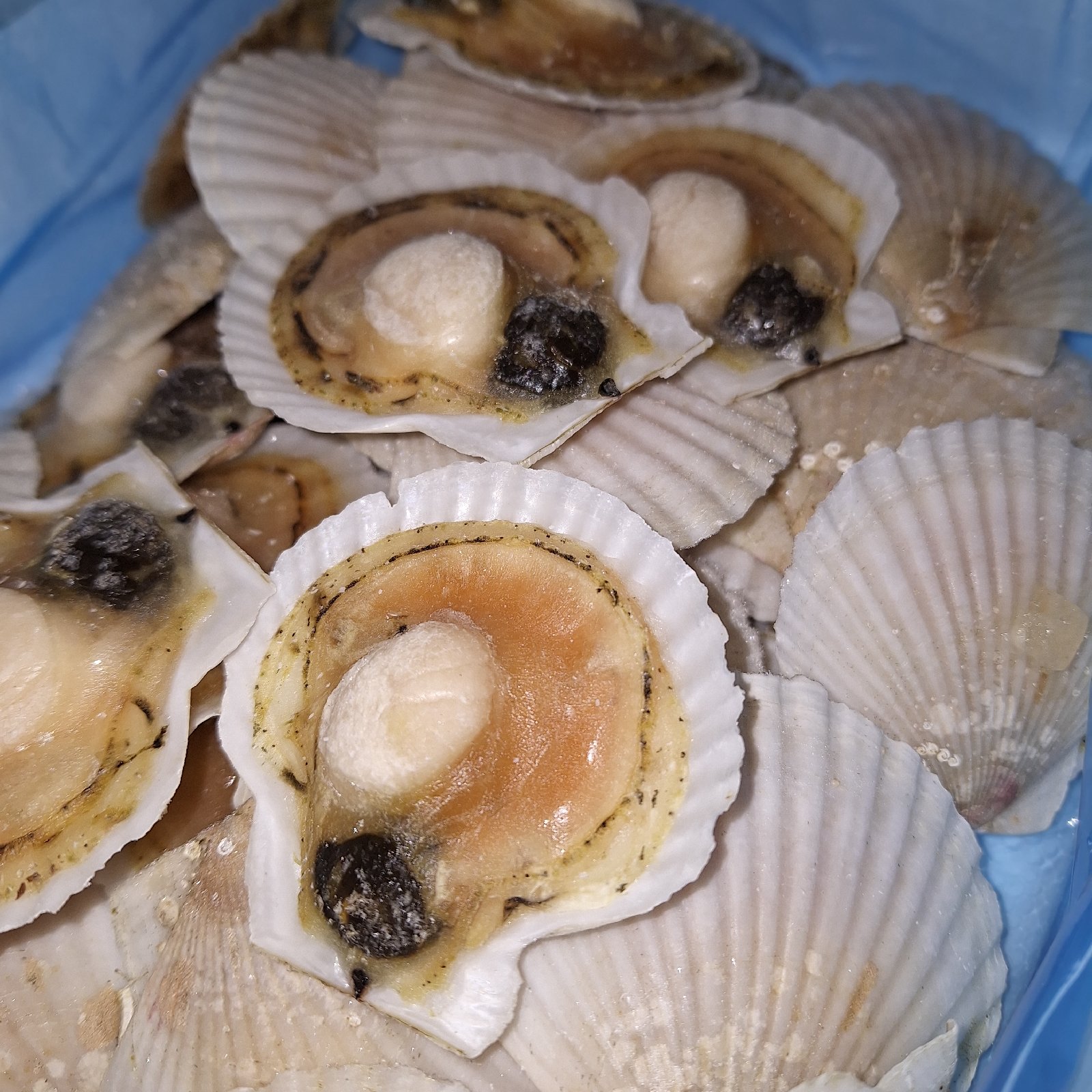 北海道噴火湾産ホタテ稚貝生冷凍3kg詰め(片貝) ｜ 魚介類/ホタテ 産直