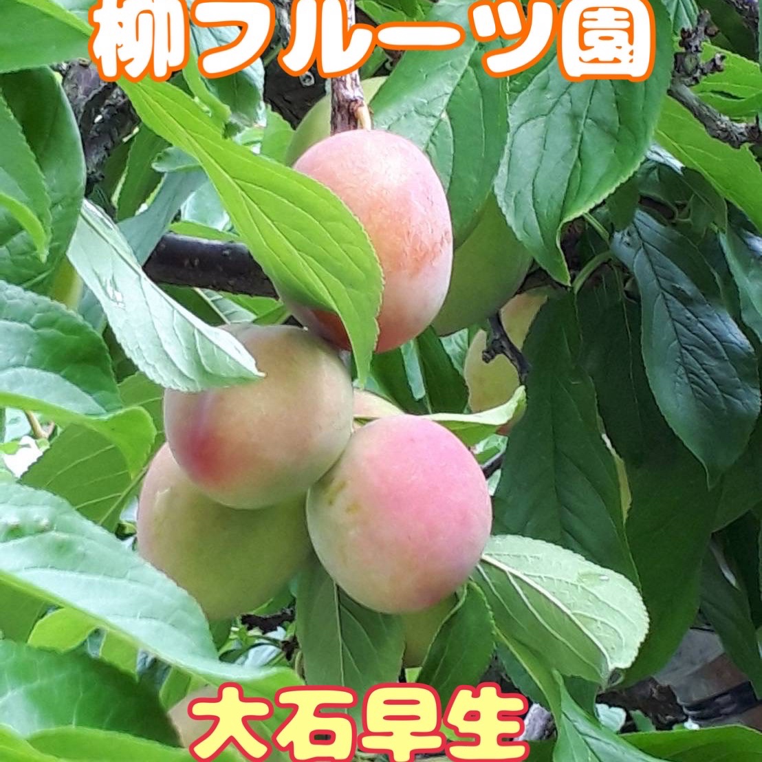 柳フルーツ園》訳ありすもも(大石早生) 約2Kg ｜ 果物/すもも・プラム