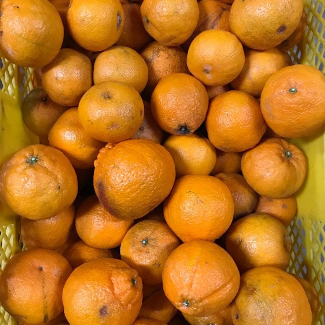 デコポンと同品種！紀州有田産 不知火 訳あり品9kg | 果物/オレンジ