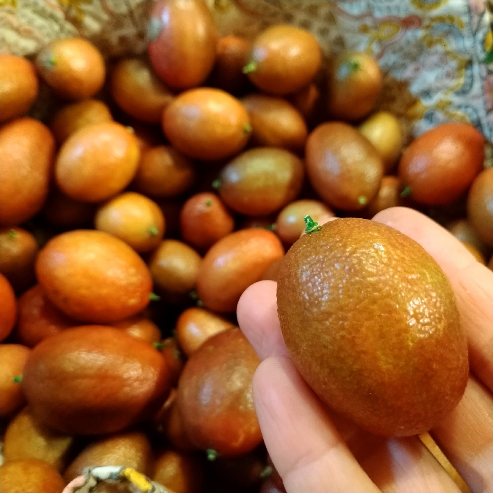 超希少デザートライム！オーストラリアンブラッドライム🥭300g