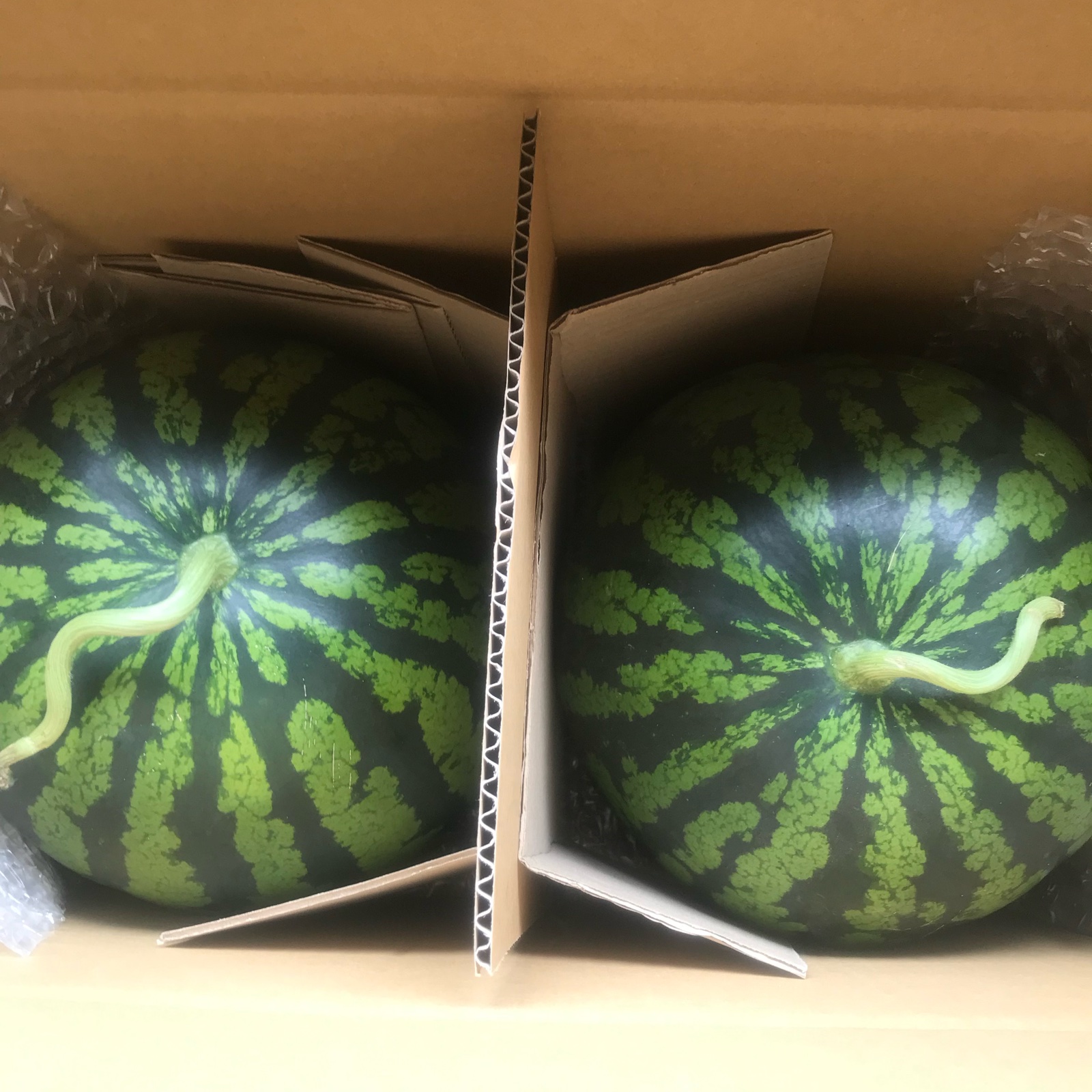 富里1番なりスイカ味きららLサイズ2玉入り 富里スイカ味きららLサイズ2玉入り ｜ 果物/スイカ 産直アウル 農家