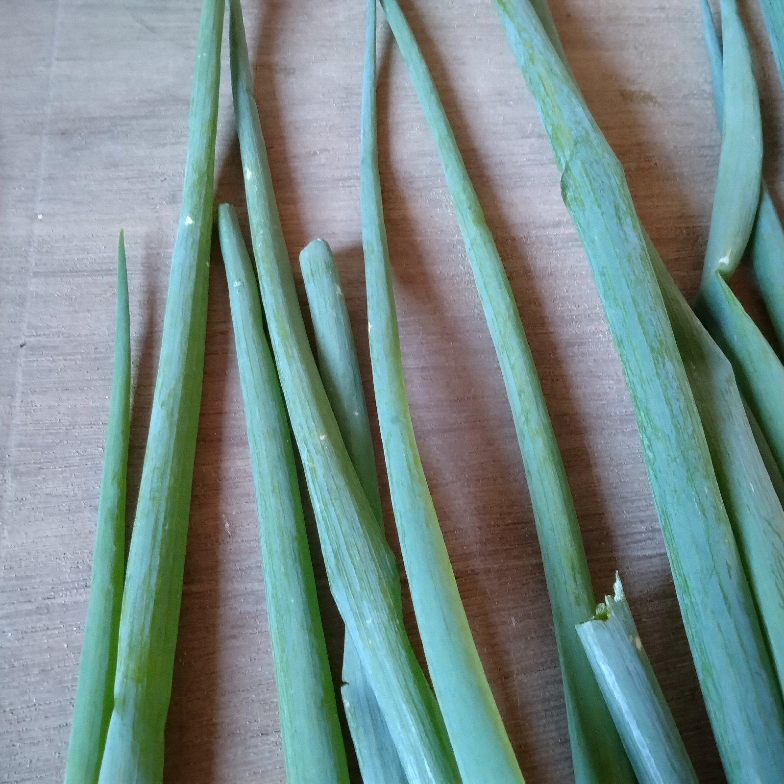 訳あり九条ネギ1kg ｜ 野菜/ねぎ 産直アウル 農家・漁師など生産者から