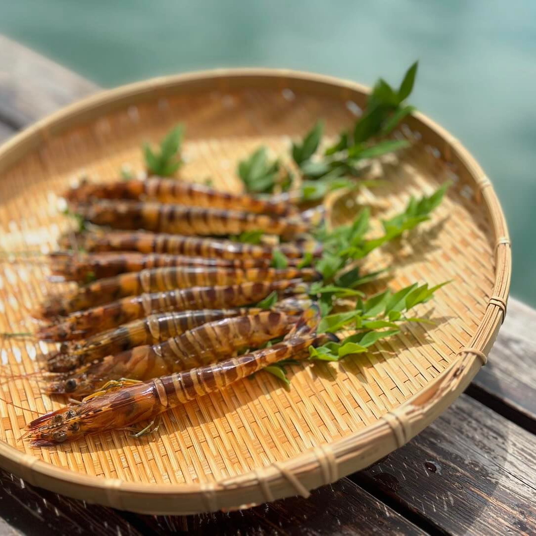 日本画　車海老 車蝦（くるまえび）｜新・古美術 高美堂（こうびどう）｜掛軸販売