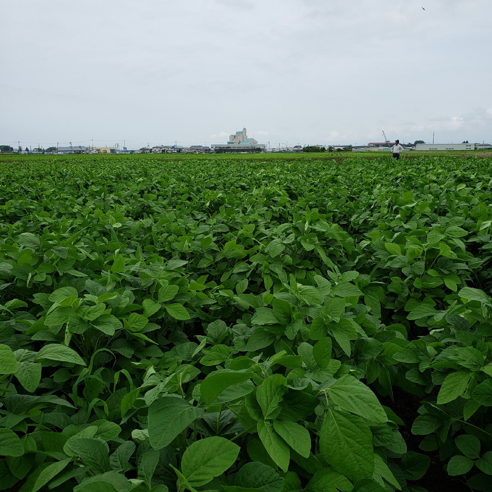 期間限定❗伝説の早生甘露だだちゃ豆(枝豆)1キロ ｜ 野菜/豆類 産直