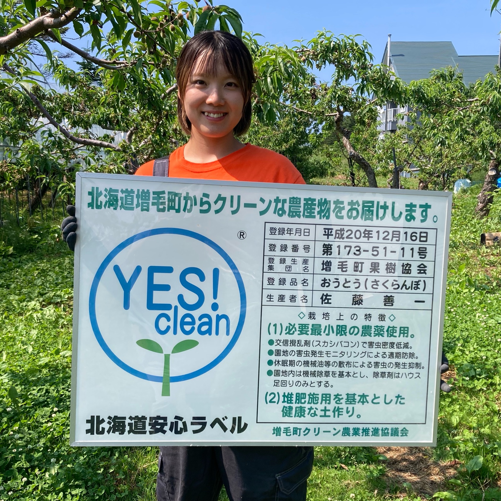 新鮮朝採り【佐藤錦】大玉2Lサイズ たっぷり1kg ｜ 果物/さくらんぼ