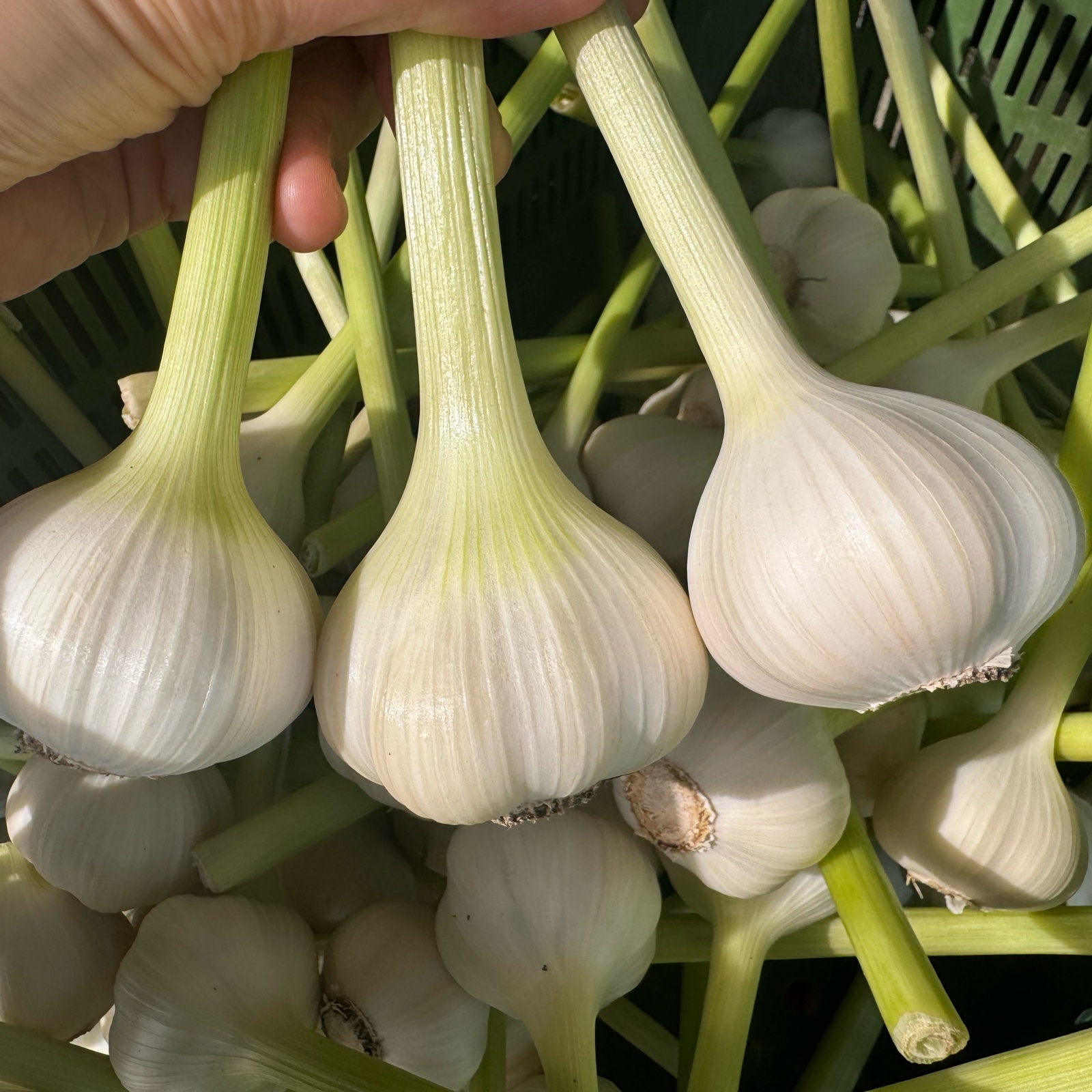 農薬•化学肥料不使用 ニンニク ｜ 野菜/にんにく 産直アウル 農家