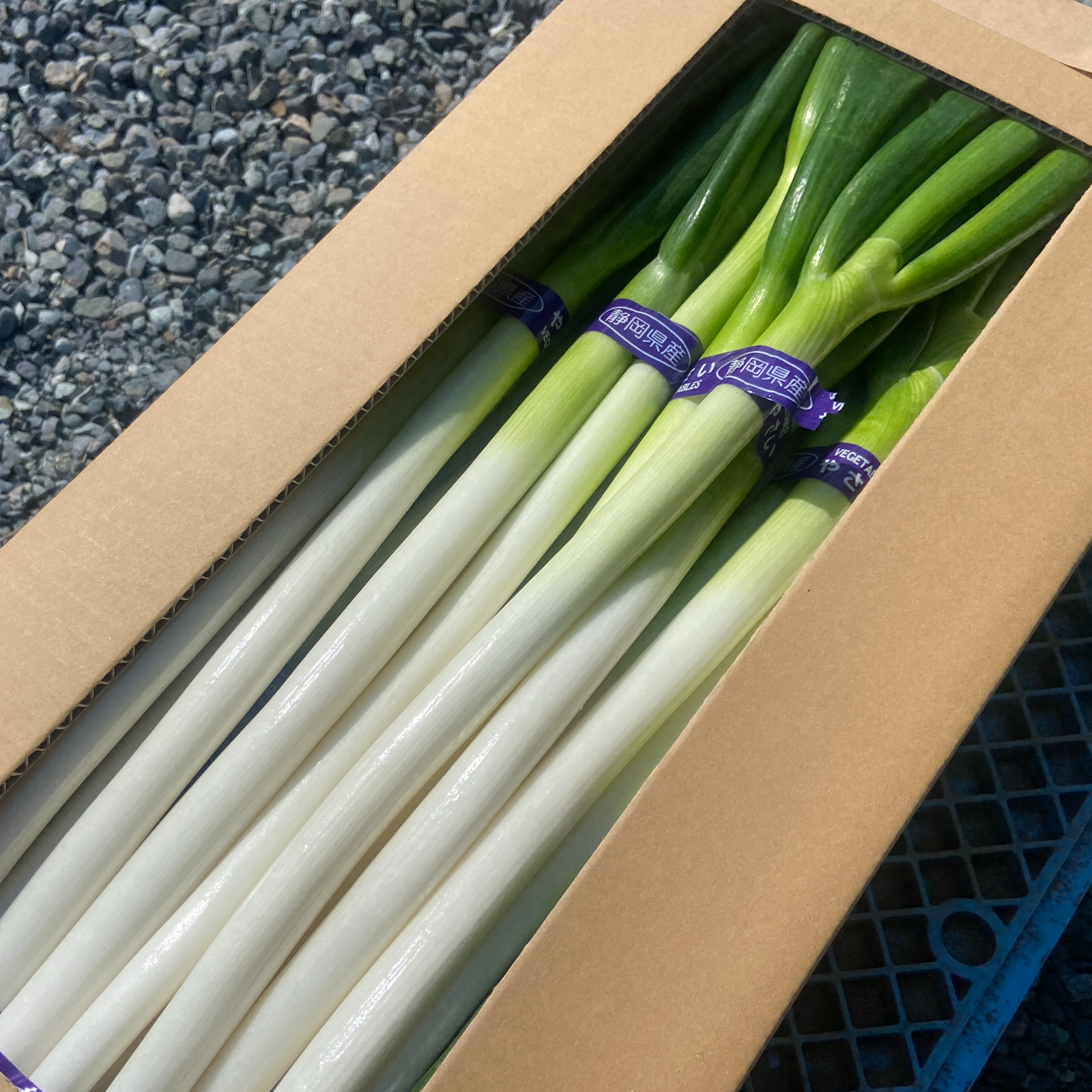 77）千葉県産ミネラル豊富な長ネギ20㌔（送料込）【おまけ付き】