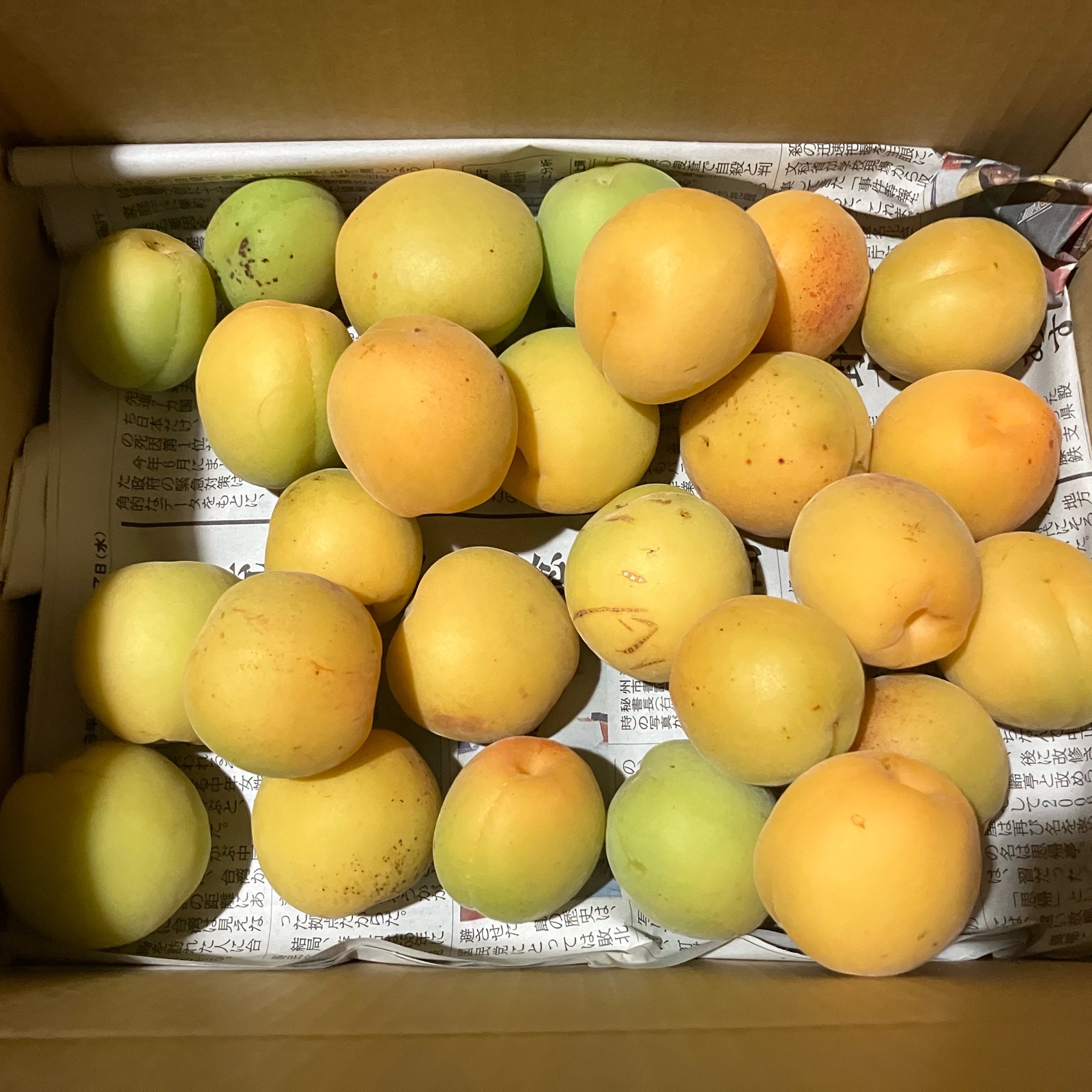 家庭用山形在来梅2.2kg ｜ 果物/青梅 産直アウル 農家・漁師など生産者 