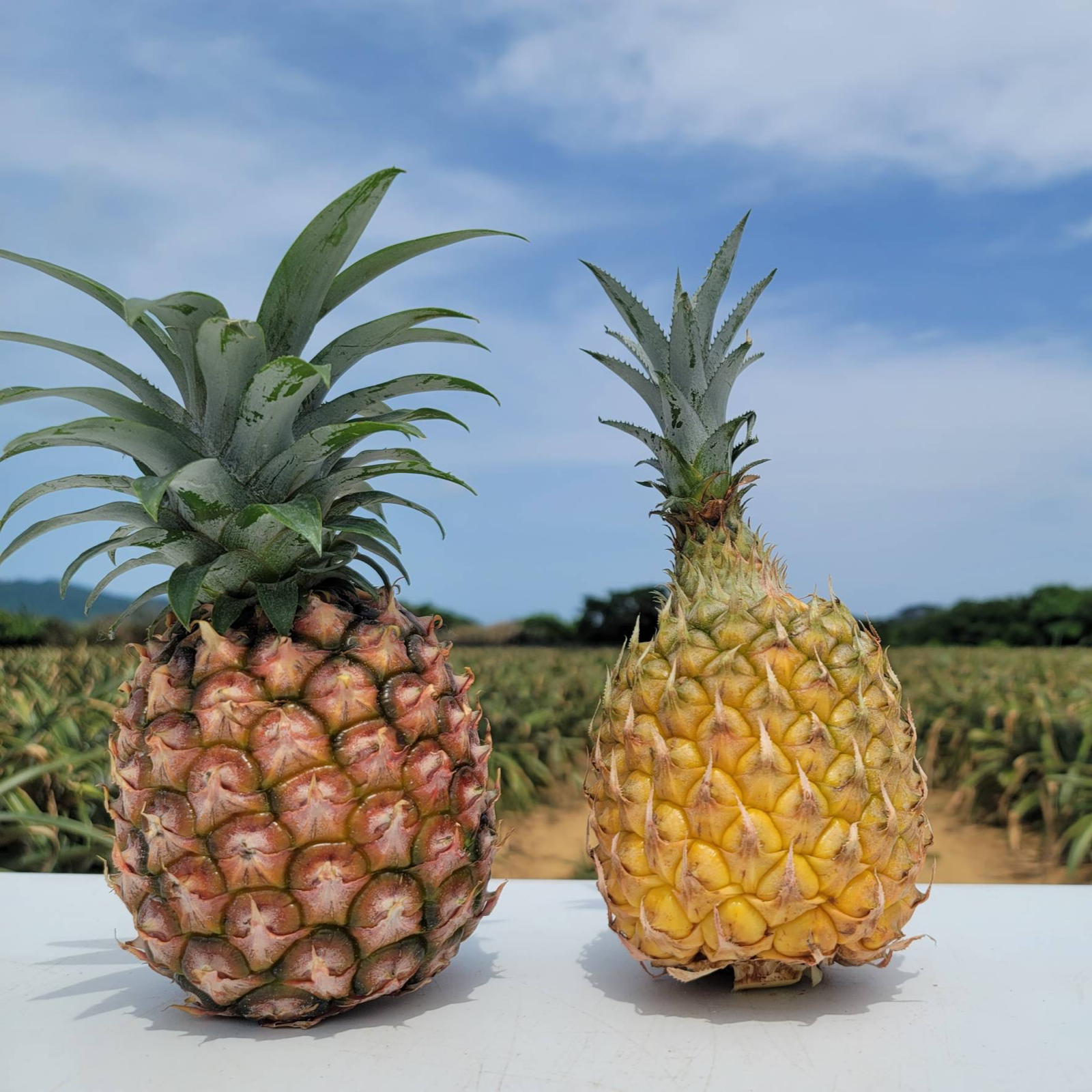 予約特価❗4月下旬～発送】《ハナナスパイナップル》ピーチパインと