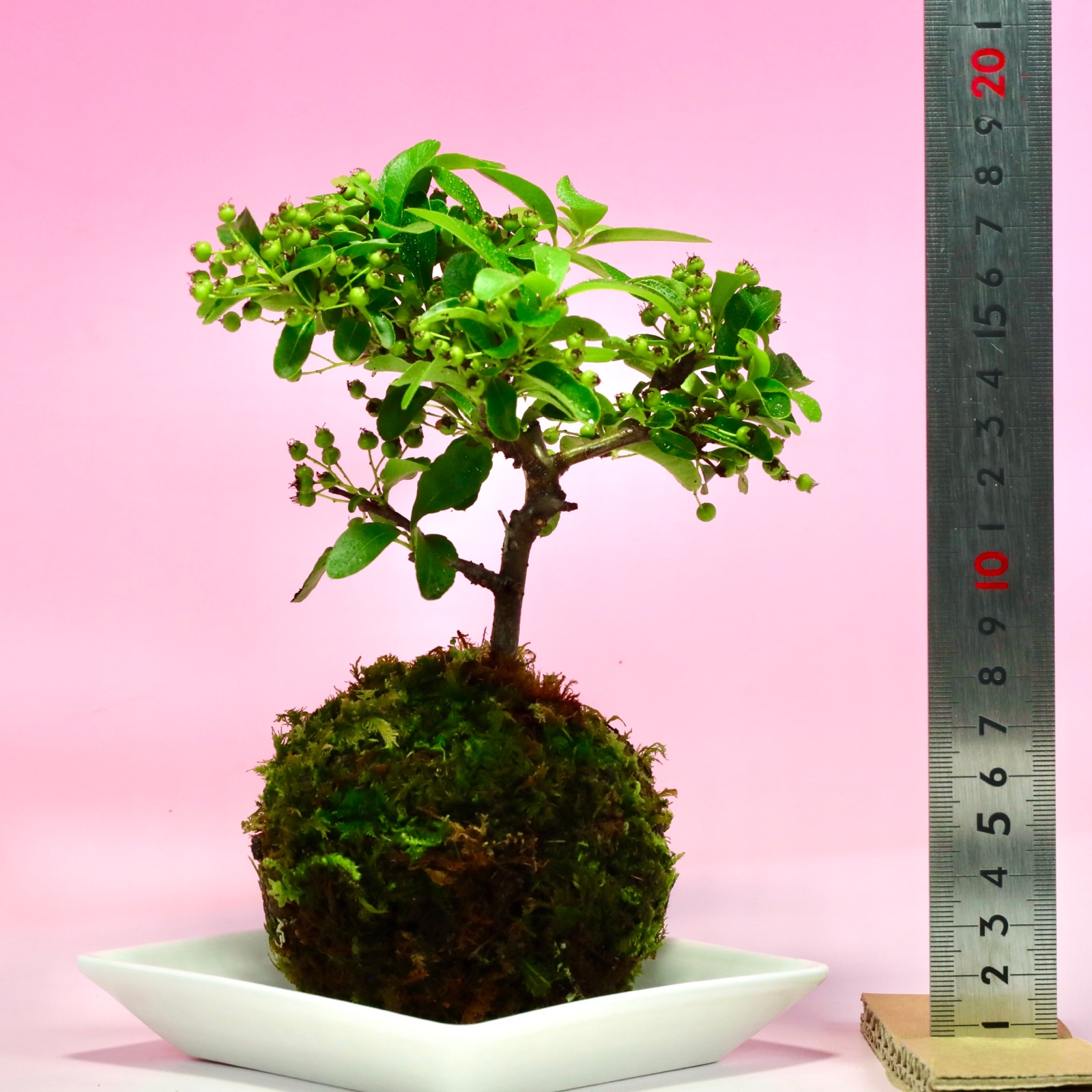 1点限定 早く者勝ち！】苔玉 ピラカンサス(黄実) ｜ 花・植物/花・植物