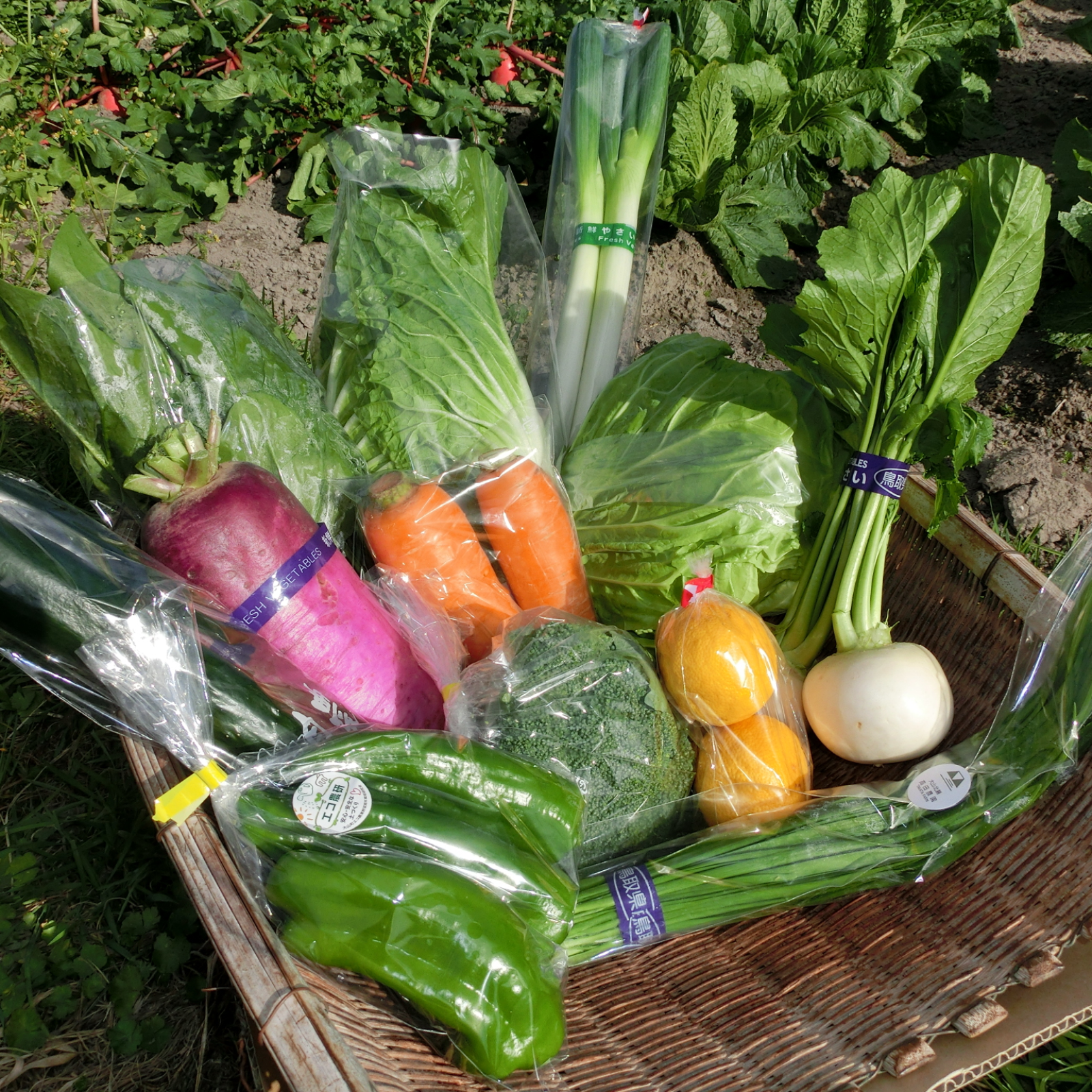 とっとり・だいせん 新鮮野菜直送便（おまかせセット） | 野菜/野菜