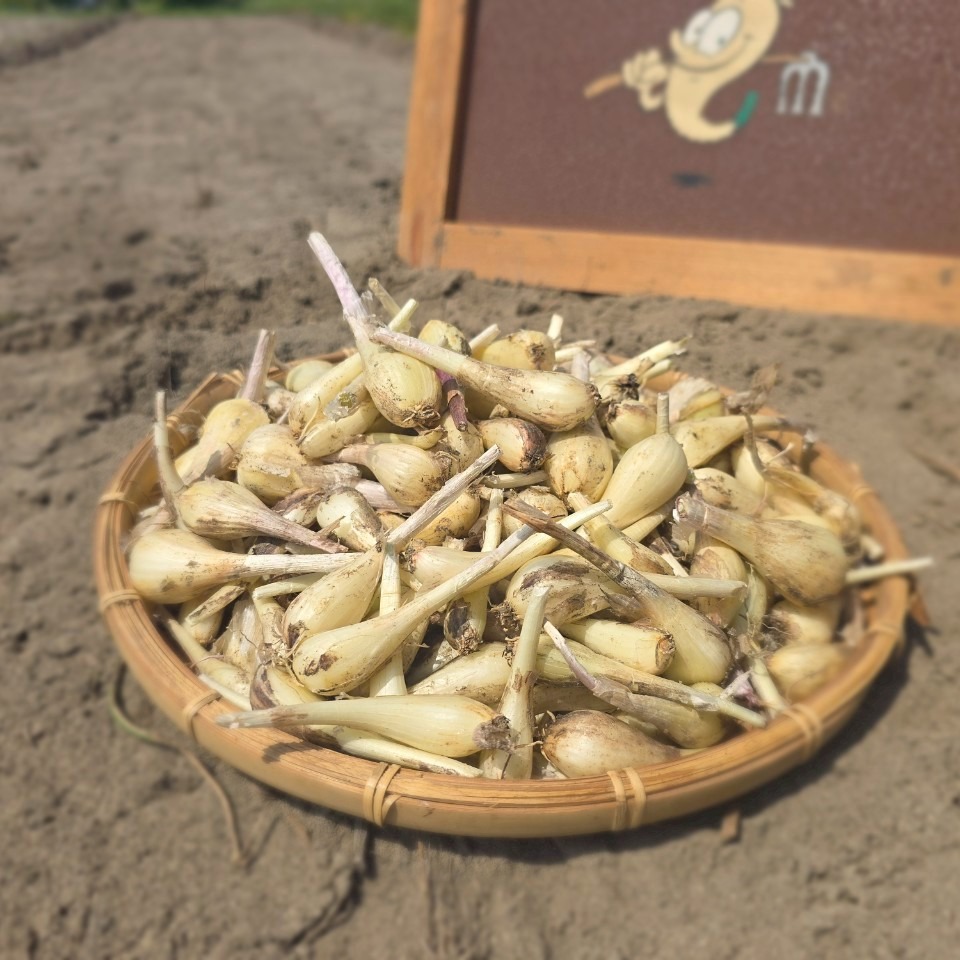らっきょう 静岡県産らっきょう 1kg ｜ 野菜/その他野菜 産直アウル 農家・漁師