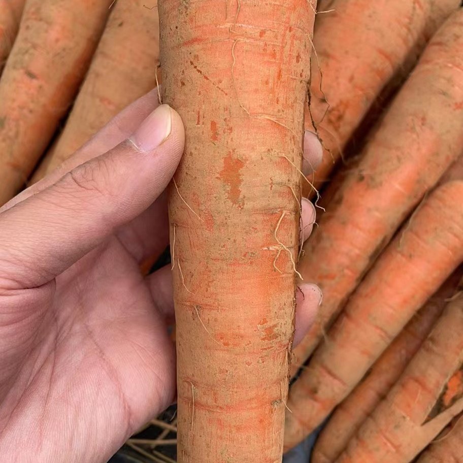 茨城産無農薬泥付きにんじん 5キロ ｜ 野菜/人参 産直アウル 農家