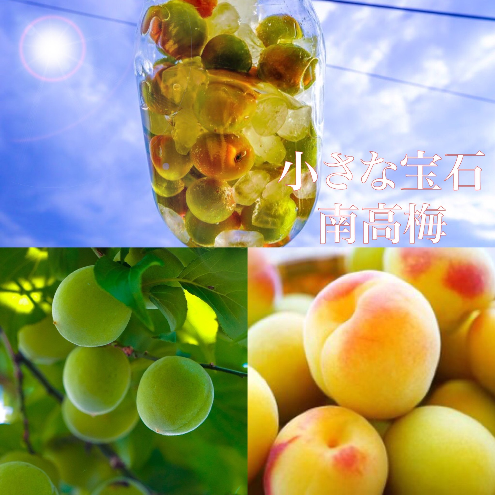 家庭用】南高梅 大粒 5kg 青梅/完熟梅 ｜ 果物/青梅 産直アウル 農家