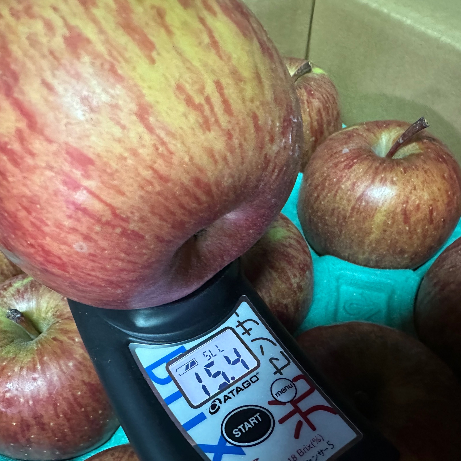 こんな硬いりんご見たことない！！「春明21」約3kg箱10〜14玉 | 果物